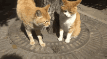 ねこかます Nekokamasu GIF - ねこかます Nekokamasu Cat GIFs