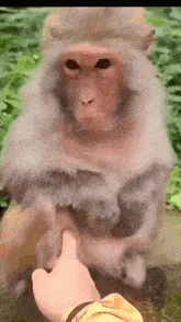 обезьяна мартышка GIF