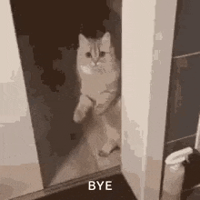 a cat is standing in a doorway in front of a mirror and saying `` bye '' .
