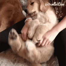 dog petting