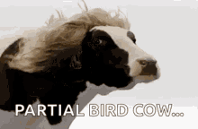 Cow Wig GIF - Cow Wig Bird Cow GIFs