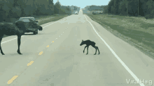 moose crossing canada cross the road cute animals viralhog