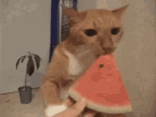 Munch Cat GIF