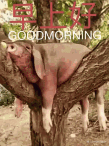 Good Morning 早上好 GIF - Good Morning 早上好 Pigs GIFs