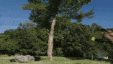 a person is throwing a frisbee in a field with trees in the background