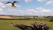 Bird Landing Kestrel GIF