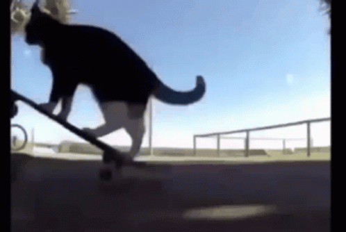 Skate Cat GIFs | Tenor