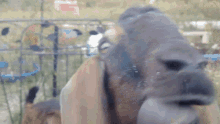 Goat Lick GIF - Goat Lick Consider It Joy Homestead GIFs