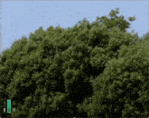 a picture of a tree with numbers 1 through 30