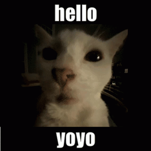 Yoyo Cat GIF - Yoyo Cat Wink - Discover & Share GIFs