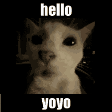 Yoyo Cat GIF - Yoyo Cat Wink GIFs