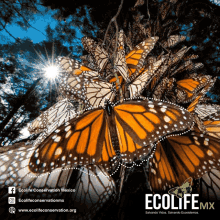 Ecolife Butterfly GIF - Ecolife Butterfly Match GIFs