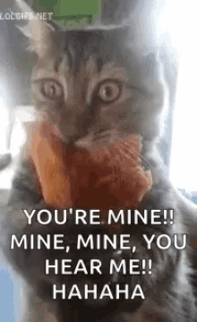 Cat I Can Have Pizza GIF