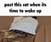 Cat Wake Up GIF - Cat Wake Up Post This GIFs