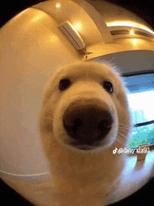 a close up of a dog 's nose with a fisheye lens .