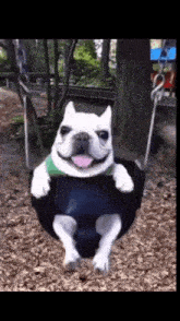 Silly Dog Swing GIF - Silly Dog Swing Cute GIFs