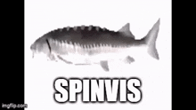 a black and white photo of a fish with the name spinvis written on it .