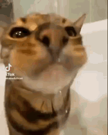 Cat Water GIF - Cat Water Cat Take Drink GIFs