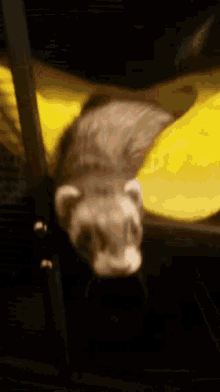 a ferret is laying on top of a yellow blanket .