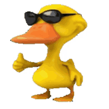cool duck
