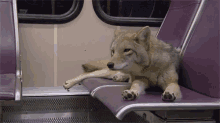 Stretchy The Toes GIF - Wolf Cute Animals GIFs