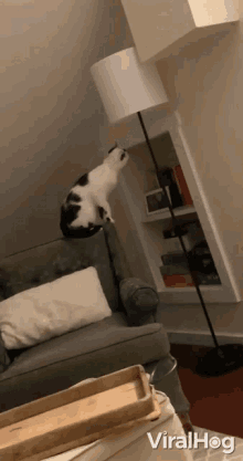 Reaching Touch GIF - Reaching Touch Curious Cat GIFs