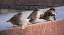 Birds With Arms Bird With Arms GIF - Birds With Arms Bird With Arms Lol GIFs