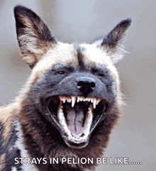 African Wild Dog Laughing GIF - African Wild Dog Laughing Lol GIFs
