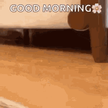 Good Morning Cats GIF - Good Morning Cats Cute GIFs