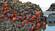a pile of starfish and mussels on a rock on the beach
