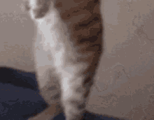 Cat Stand GIF - Cat Stand GIFs