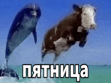 a dolphin and a cow jumping out of the water with the words " пятница " written on the bottom
