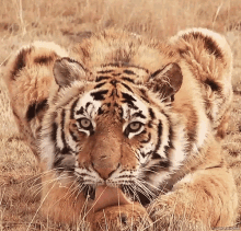 Tiger Animal GIF - Tiger Animal Cute GIFs
