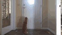 Cat Lets Himself Out GIF - Cat Door Open GIFs