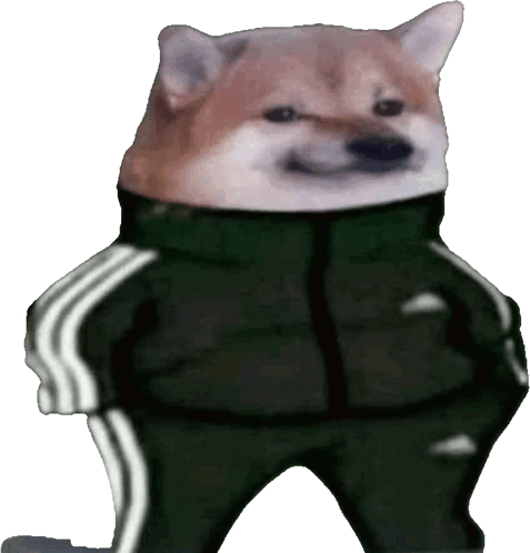Dog In Track Suit Shiba In Track Suit Sticker Dog in track suit Shiba in track suit Track suit Discover Share GIFs