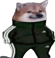 Dog In Track Suit Shiba In Track Suit Sticker - Dog In Track Suit Shiba In Track Suit Track Suit Stickers