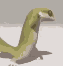 Lizard Dance GIF