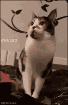 Catrules GIF - Catrules GIFs