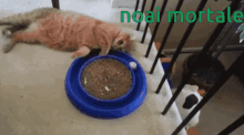 Noia Mortale Cat GIF - Noia Mortale Cat Play GIFs