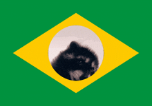 Pedro Raccoon GIF - Pedro Raccoon Brazil GIFs