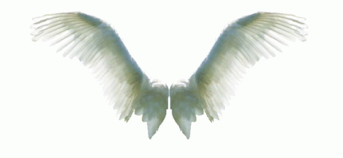 Angel Wings White Sticker - Angel Wings White Flying - Discover & Share ...