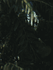 Fericon Leaves GIF - Fericon Leaves Plant GIFs