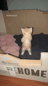 a cat is standing on its hind legs in front of a cardboard box that says home
