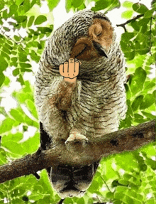 Just Saying Owls GIF - Just Saying Owls Owl Images GIFs