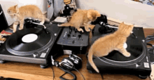 Gatos Musica GIF - Gatos Musica Discos GIFs