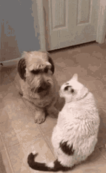 Cat Dog GIF - Cat Dog Seduction GIFs