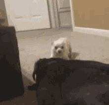 a small white dog is standing next to a black dog on a carpeted floor .