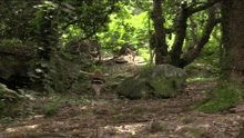a person walking through a lush green forest with a large rock in the foreground
