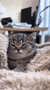 Cat Grumpy GIF - Cat Grumpy Grumpy Cat GIFs