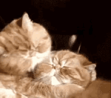 Cats Kisses GIF - Cats Kisses Love GIFs